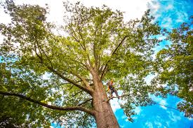 Best Lawn Pest Prevention  in Lumberton, TX