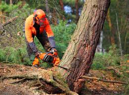 Best Tree Disease Treatment  in Lumberton, TX
