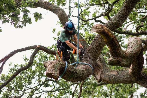 Best Firewood Processing and Delivery  in Lumberton, TX