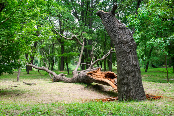 Tree and Shrub Care in Lumberton, TX