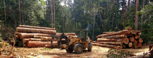 Best Tree Preservation Services  in Lumberton, TX