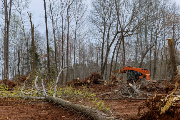 Best Tree Mulching  in Lumberton, TX