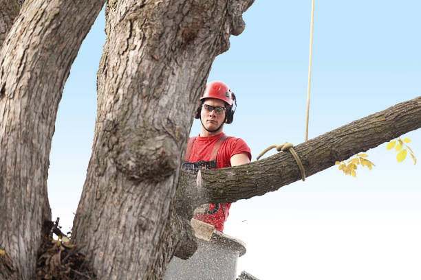 Soil Testing and Treatment in Lumberton, TX